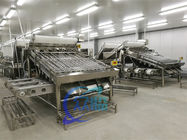 Stainless Steel Shrimp Grading Machine Practical 6000x4000x2200mm
