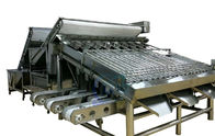Roller Shrimp Grading Machine Multipurpose Stainless Steel Material