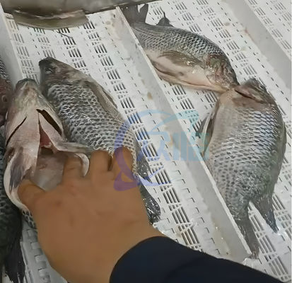 380V 50Hz Automatic Fish Fillet Machine , Practical Fish Viscera Cleaning Machine