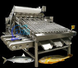 Efficient Small Fish Grader Machine Mackerel Grading System Large Capacity 5T/H