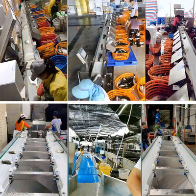 62m/min Speciality Fish Weight Grader Live Fish Weight Sorting Machine Computer Control