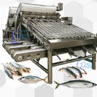 High Speed Saury Sorting Machine Saury Roller Grader 5 Persons Operator