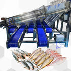 High Stabality Efficient Pelagic Fish Sorting Machine Pelagic Fish Sizing Machine