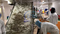 Farmed shrimp harvest rapid sorting and size specification machine Shrimp sorting machine