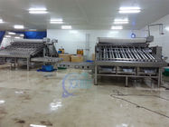 Production line of integrated shrimp and fish cleaning machine Customized large drum shrimp grading machine