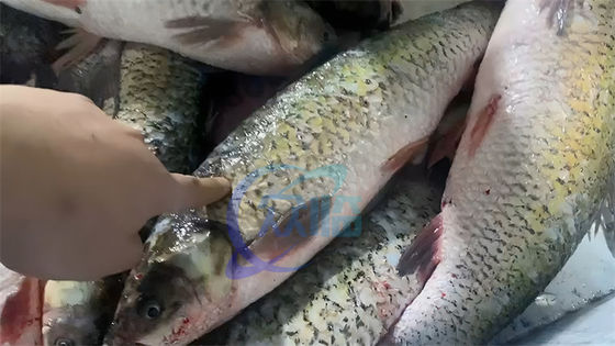 Tilapia fish scale viscera removing cleaning machine fish cleaning machine scale remove universal fish scaling machine