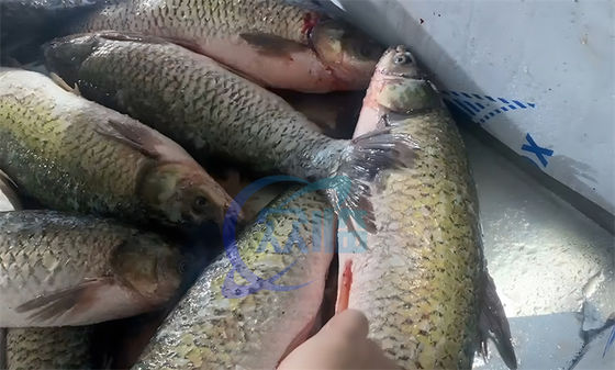Tilapia fish scale viscera removing cleaning machine fish cleaning machine scale remove universal fish scaling machine