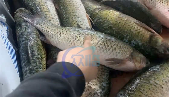 Seafood processing plant machinery and equipment efficiently remove fish scales tilapia Rotary Drum type fish descaler