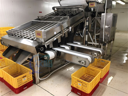 Shrimp grading machine equipment Multi-stage sardine balam fish sorting machine