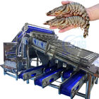Seafood Equipment Shrimp Peeling Machine Shrimp Shell Processing Machine Stainless Steel Roller Rapid Shrimp Grading Mac