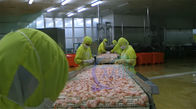 Commercial continuous automatic shrimp cooking and heating steam blanching machine Fish and shrimp vegetarian dishes