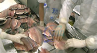 sardines, tilapia, squid, catfish peeling machine, hot-selling fish skin peeling machine fish processing line