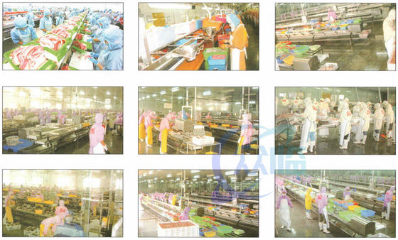 Customization Stainless Steel Frame Food Processing Assembly Line Belt Conveyor Fish Processing Conveyor