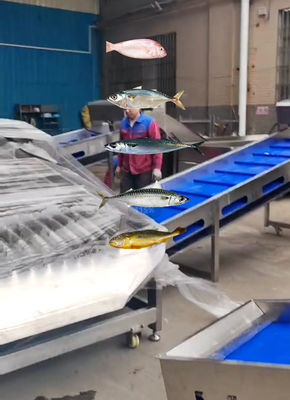 Four Styles Automatic Fish Sorting Machine And Grading Sardine Line With High Speed