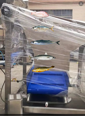 Four Models Automatic Fish Grader And Soring Ocean Fish, Sizing Mackerel High Qutality