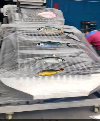 Four Models Automatic Fish Grader And Soring Ocean Fish, Sizing Mackerel High Qutality
