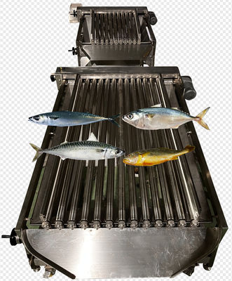 Automatic Ocean Fish Sorting Equipment For Large Capacity Fish Sizing Machine