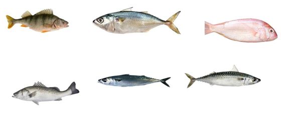 Professional Fish Automatic Grading Line And Sizing Other Small Fish