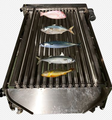 Customized PLC Control Fish Grading Equipment For Sorting Small Fish With Automatic