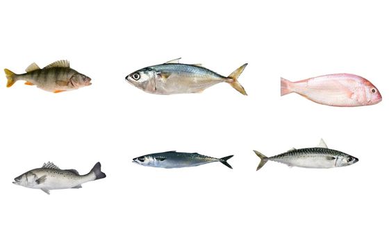 Customized PLC Control Fish Grading Equipment For Sorting Small Fish With Automatic