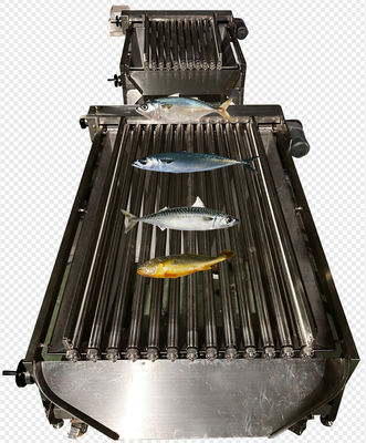 Customized PLC Control Fish Grading Equipment For Sorting Small Fish With Automatic