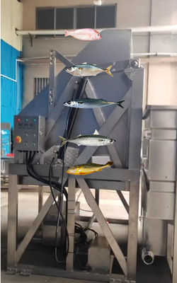 Can Customed Ocean Fish Grader And Fish Sorting Equipment For Large Capacity