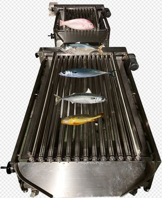 Professional Fish Automatic Grading Line And Sizing Other Small Fish
