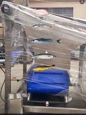 Professional Fish Automatic Grading Line And Sizing Other Small Fish