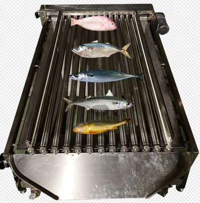 Professional Fish Automatic Grading Line And Sizing Other Small Fish