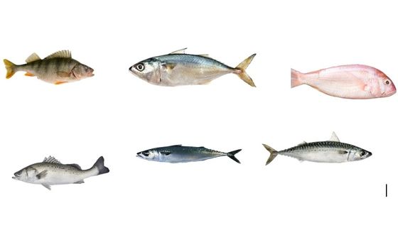 Four Models Automatic Fish Grading Machine And Sizing Small Fish With High Stable
