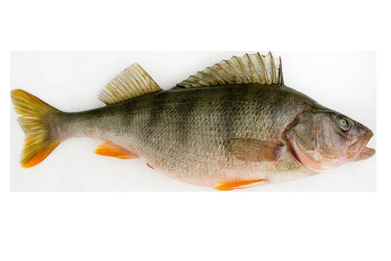 Most Styles Automatic Fish Grading Machine And Sizing Fish With High Stable