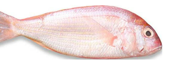 Four Models Automatic Fish Grader And Soring Ocean Fish, Sizing Mackerel High Qutality