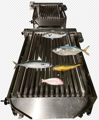 Four Models Automatic Fish Grader And Soring Ocean Fish, Sizing Mackerel High Qutality