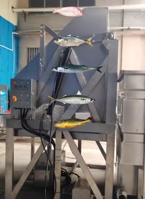 Four Styles Automatic Fish Sorting Machine And Grading Sardine Line With High Speed