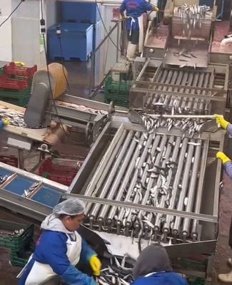 Four Styles Automatic Fish Sorting Machine And Grading Sardine Line With High Speed