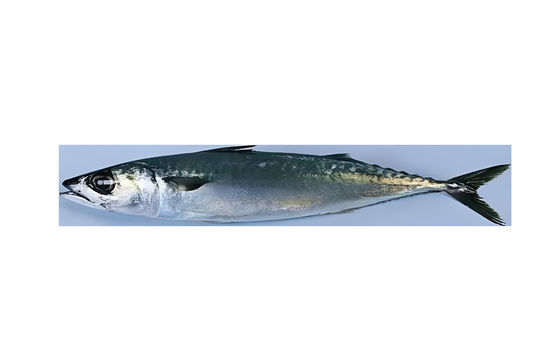 Four Styles Automatic Fish Sorting Machine And Grading Sardine Line With High Speed