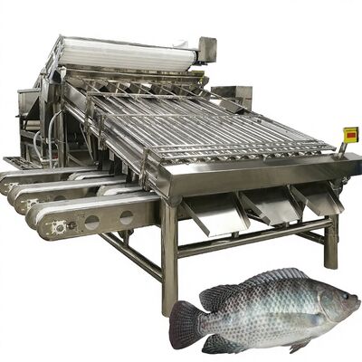 Good price High Yield Tilapia Grader 4.9kw Fish Roller Sorter Mackerel Sorting Machine Mackerel Roller Sizing Equipment for Seafood online