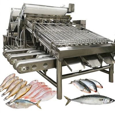 Good price High Speed Zolim Automatic Saury Sorting Machine Roller Grader 1 Person Operator Small Fish Seafood Sizing Equipment online