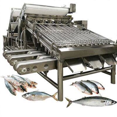 Good price Automatic Large Capacity Sardine Sorting & Grading Machine with Rollers Fish Sizing Machine 4.9KW online