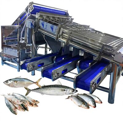 Good price Waterproof Fish Roller Sorting Machine Mackerel Grading Machine Large Capacity Fish Sorting Equipment for Fish Factory online