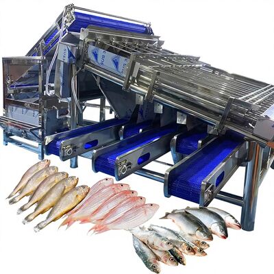 Good price Efficient Small Yellow Croaker Sorting Machine Small Yellow Croaker Roller Grader for Fish Plant Fish Grader Fish Sorter 4.9KW online