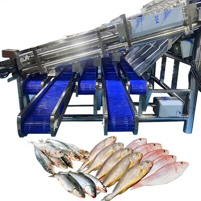 Good price 12 Roller Automatic Fish Classifier for 4-5 Sizes for Fish Plant Fish Roller Grader Automatic Fish Classify Machine Fish Sorter online
