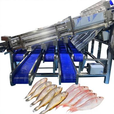 Good price Large Yield Sardine Sizing Machine With 12 Roller Automatic Sardine Grading Line Fish Roller Sorting Machine Fish Sorter online