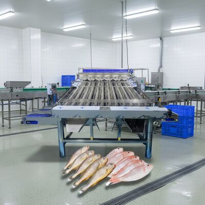 Good price Large Capacity Small Fish Sizing Machine Zolim Small Fish Grader High Quality Small Fish Sorter 4.4kw Automatic Fish Grader online