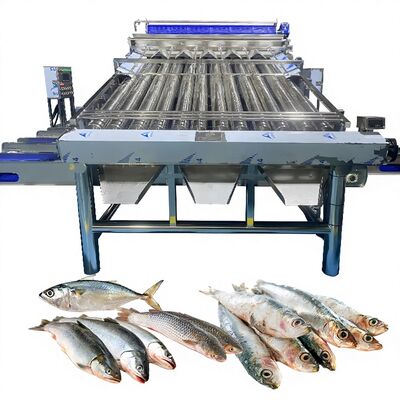 Good price 18pcs Roller SS304 Small Fish Sorting Machine Small Fish Grading Line Fish Sizing Machine Fish Roller Grader online