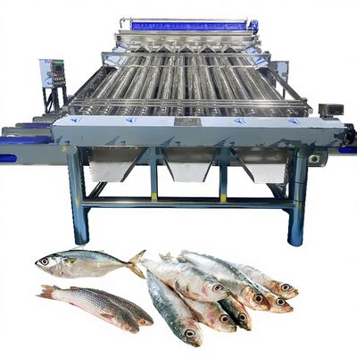 Good price Plastic Conveyor Saury Sorting Machine Yellow Croaker Sorting Machine Zolim Fish Grading Machine for Fish Factory Fish Grader online