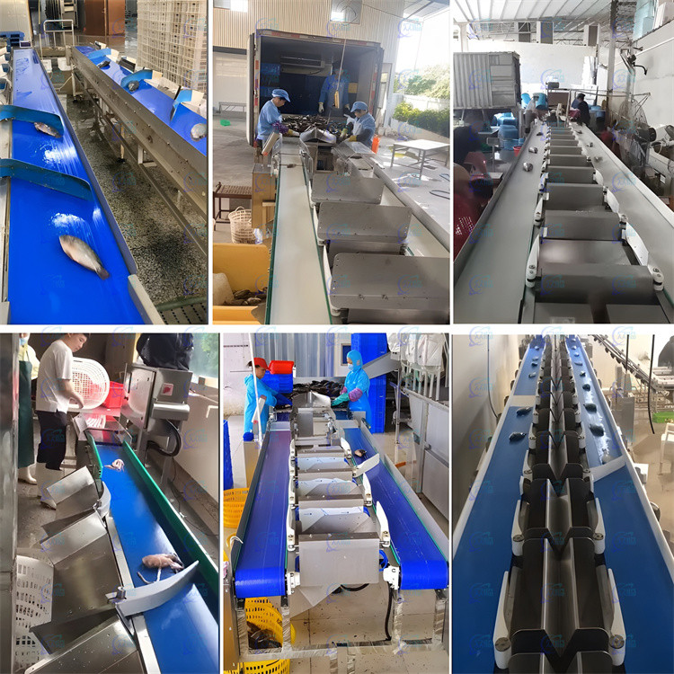 Fish Sorting Device 121pcs/min Fish Weight Grader Fish Weighing And Sorting Machine For ...