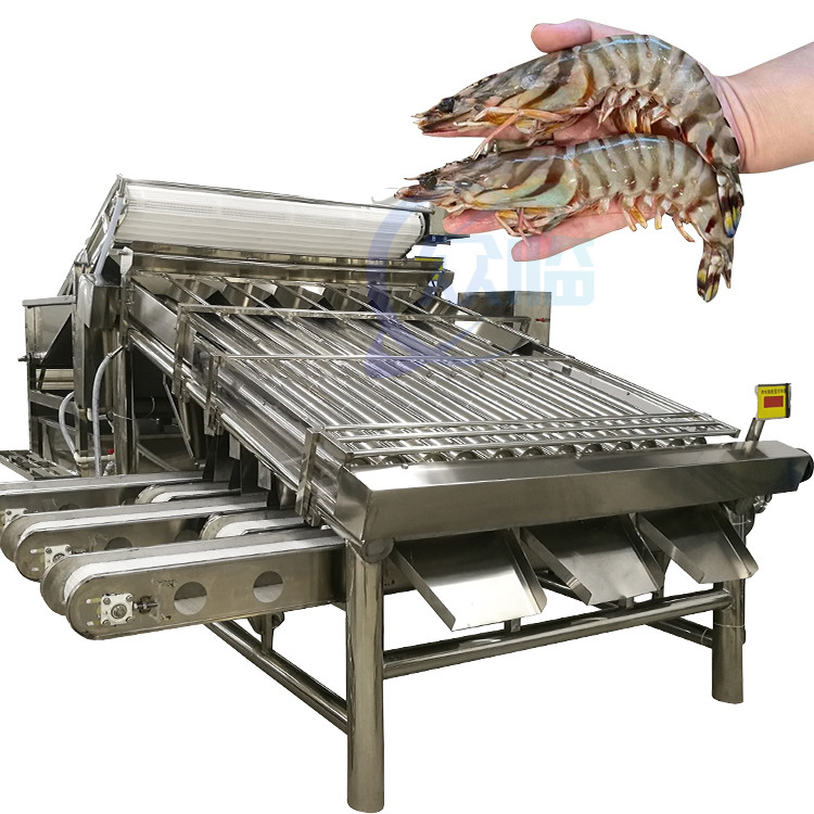 Efficient fish processing and sorting machine Fish size and specification screening machine