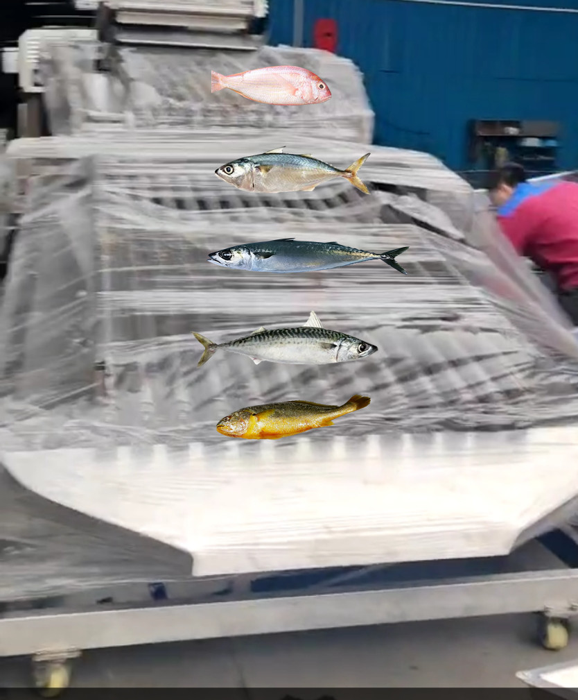 Four Styles Automatic Pelagic Fish Grading Line And Sorting Small Fish ...