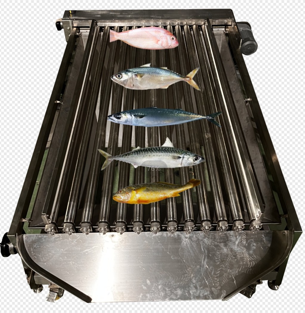 Most Accurate Pelagic Fish Grading Line And Sorting Other Small Fish ...